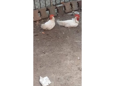 2 adet genç ligorin horoz