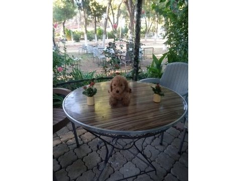 Toy poodle yavruları