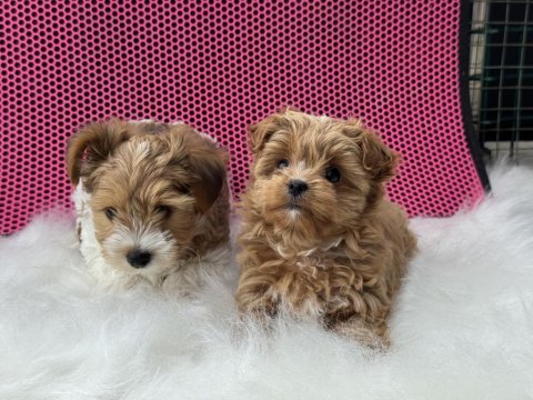 Petmode köpek çiftliğinden tea cup morkie