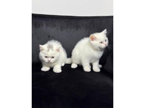 Ayı surat british shorthair yavrular