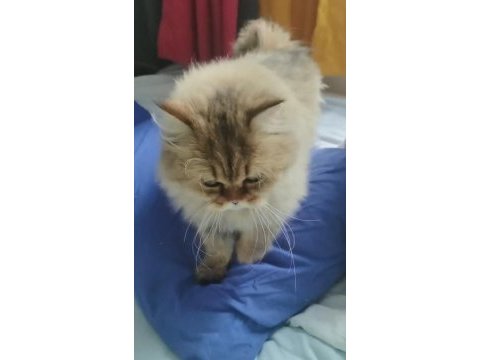 Ragdoll ile british kırması pamuk kedim
