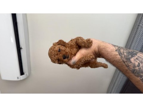 Yasal çiftlikten toy poodle