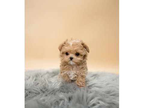 Maltipoo yavrularımız