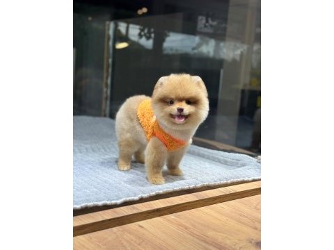 Sağlık ve ırk garantili pomeranian
