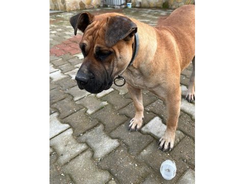 5 yaşında sakin kısır dişi çipli presa canario