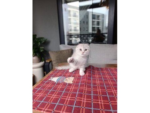 Güzeller güzeli scottısh fold yavrularım 