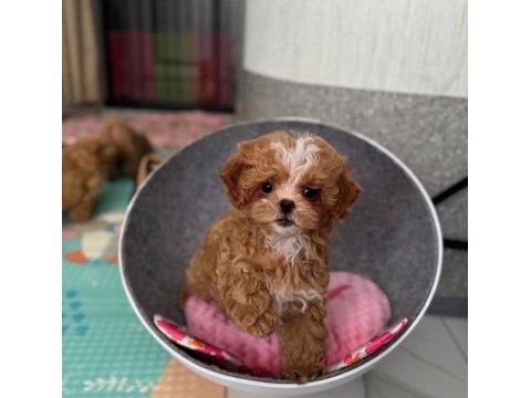 Bulunması zor teacup kore yavrum 