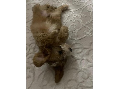 Morkie cinsi cokie yavrumuzu sahiplendiriyoruz