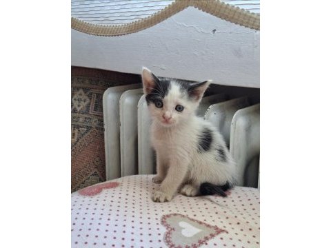 Yavru kedilerimi ücretsiz sahiplendiriyorum
