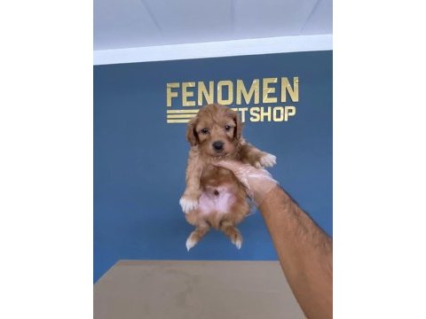 Maltese yavrular maltipo ve toy poodle yavrular ankara