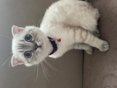 Scottish fold beyaz renk mavi gözlü 3 aylık