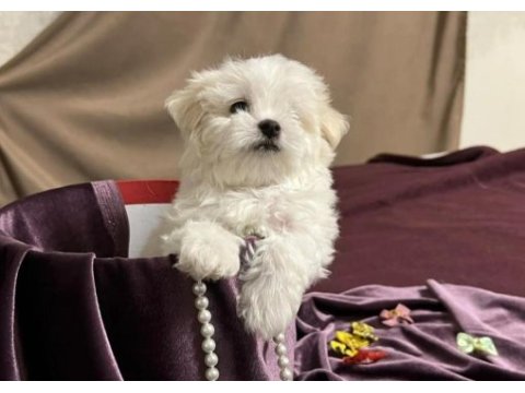 Orjinal maltese terrier yavrularımız dişi ve erkek