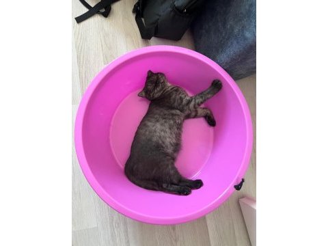 6 aylık safkan scottish fold evde üretim
