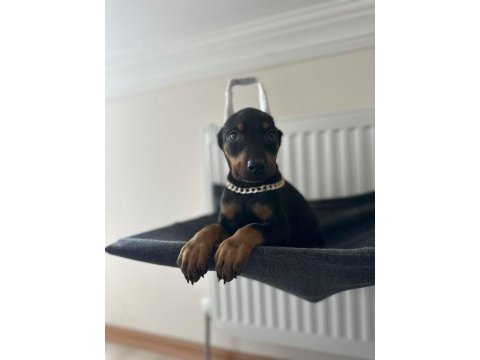 Estetikli veya estetiksiz doberman bebekleri
