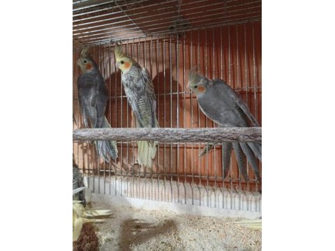 30 - 60 günlük sultan papağanlar