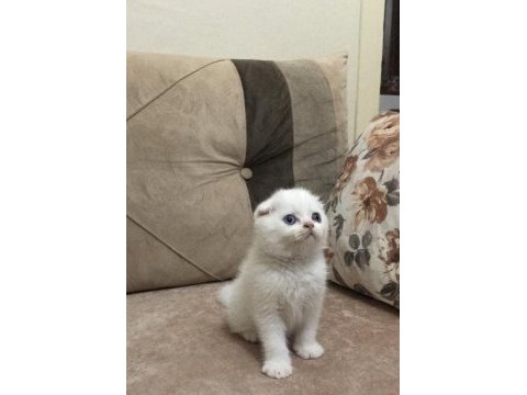 Oyuncu scottish fold yavrum