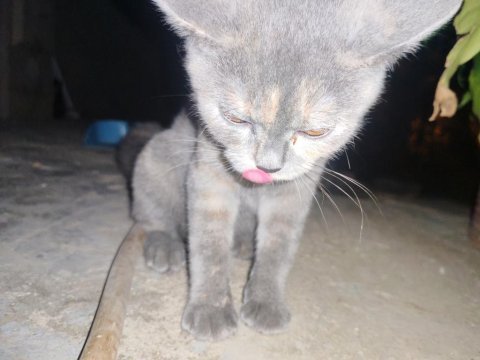 Calico yavru kedimiz
