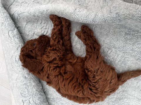 Yavru toy poodle