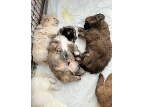 Pekinez bir buçuk aylık
