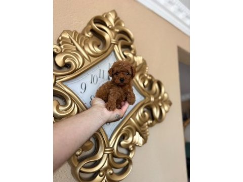Poodle minikler yeni yuvalarına hazırlar