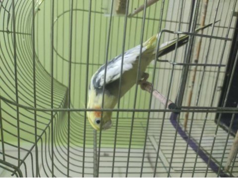 Uygun erkek pied sultan papağanı