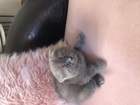 Prensesime acil yuva arıyorum scottish fold