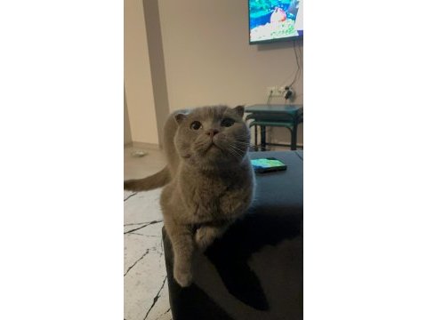 Kısır 4 yaşında erkek kedimiz