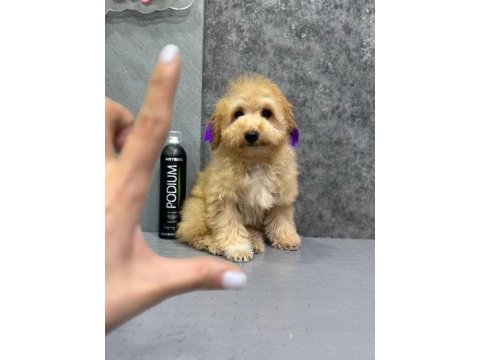 Ruhsatli çiflikten özel maltipoo yavrulari ıstanbul