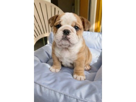 Irk ve sağlık garantili bulldog yavrularımız