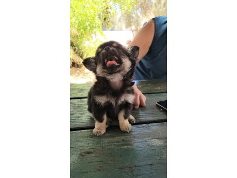 Teacup chihuahua dişi
