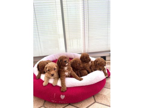 Yavru toy poodle