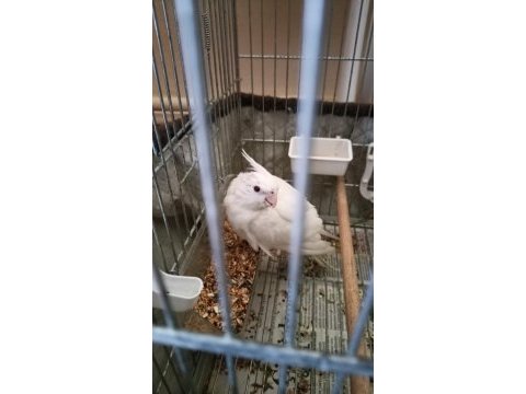 Dişi albino sultan papağanı