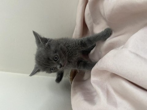 British shorthair erkek