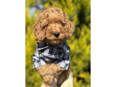 Acil sahiplendirilecek poodle