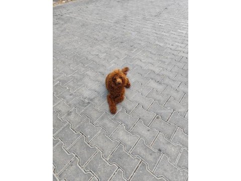 Sağlıklı toy poodle 9 aylık