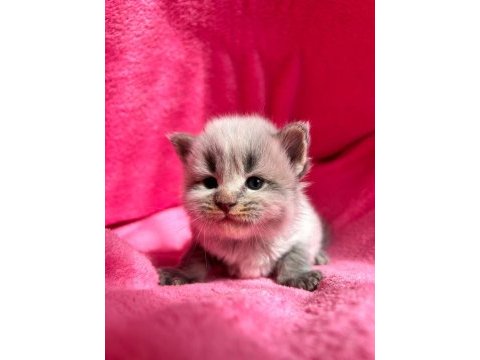Minik maine coon devler
