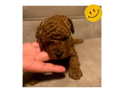 A plus toy poodle yavruları