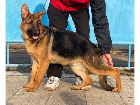 Orjinal showline alman kurdu fci şecereli köpeğimiz