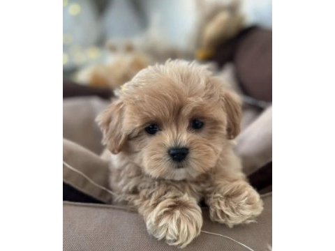 Kore maltipoo yavruları