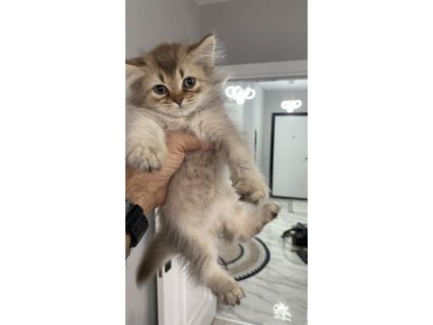 İki güzel kardeş kedimiz