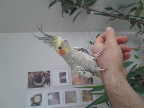 İnsan canlısı sultan papağanı