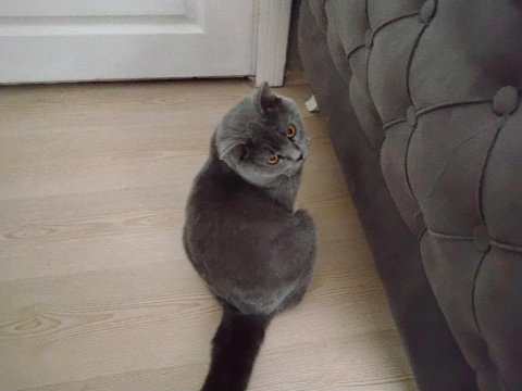 British shorthair kedimize yuva arıyoruz