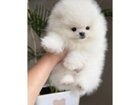 Pomeranian boo köpeği