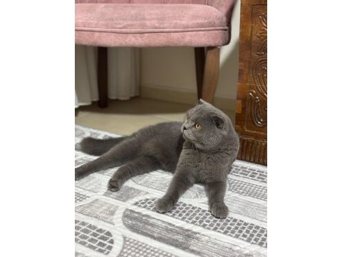 3 yaşında erkek british shorthair