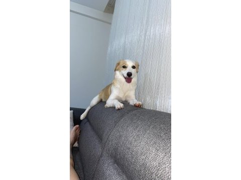Tuvalet eğitimli jack russell