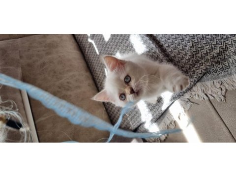 Acil sahiplendirme british shorthair ve blue point yavrular