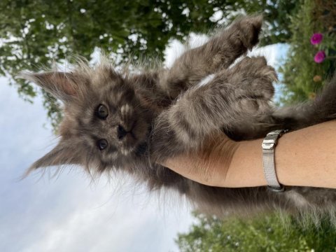 Gerçek maine coon arayanlar