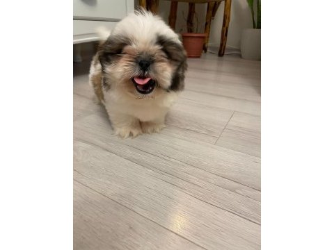 Muhteşem erkek shih tzu yavru