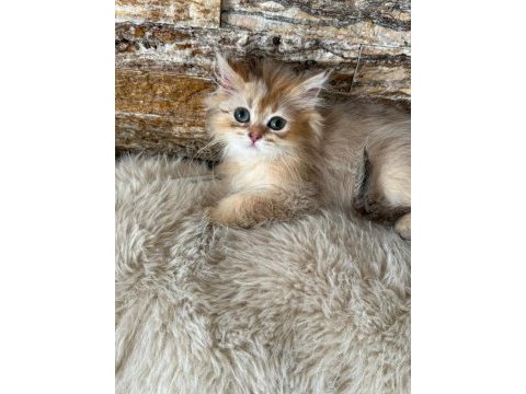 British longhair kedisi