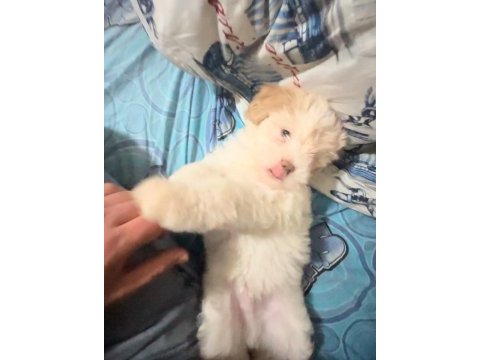 3 aylık maltipoo oğlumuz sahibini bekliyor